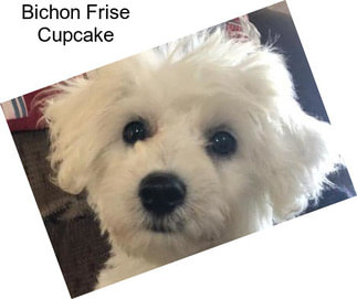 Bichon Frise Cupcake