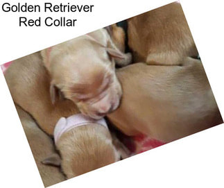 Golden Retriever Red Collar