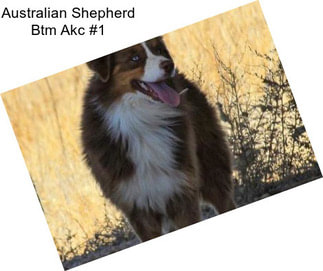 Australian Shepherd Btm Akc #1