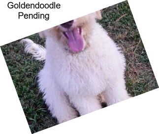 Goldendoodle Pending