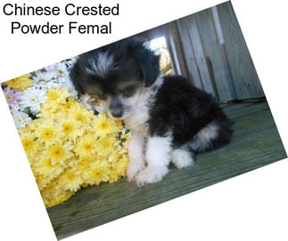Chinese Crested Powder Femal