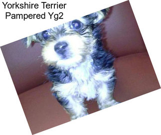 Yorkshire Terrier Pampered Yg2