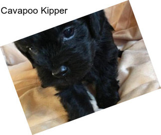 Cavapoo Kipper