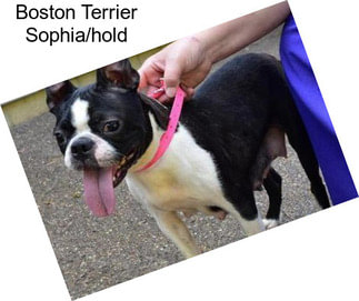 Boston Terrier Sophia/hold
