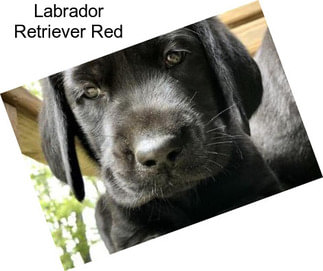 Labrador Retriever Red