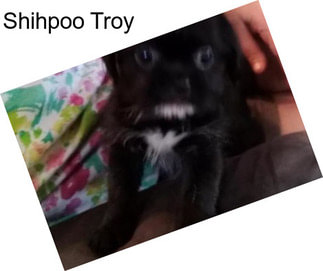 Shihpoo Troy