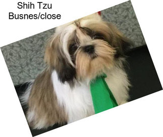 Shih Tzu Busnes/close