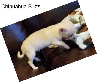 Chihuahua Buzz