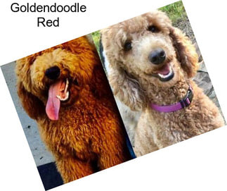 Goldendoodle Red