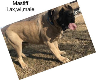 Mastiff Lax,wi,male