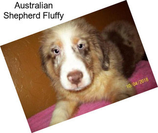 Australian Shepherd Fluffy