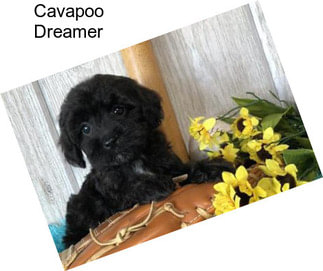 Cavapoo Dreamer