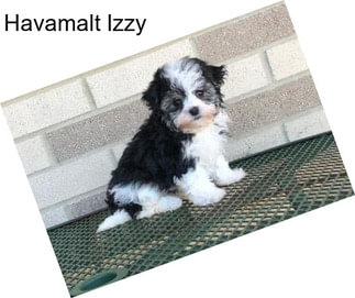 Havamalt Izzy