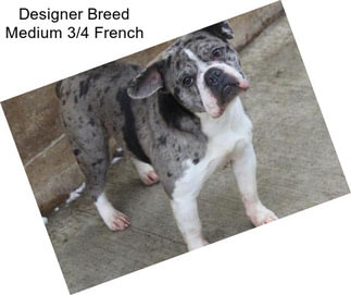 Designer Breed Medium 3/4 French