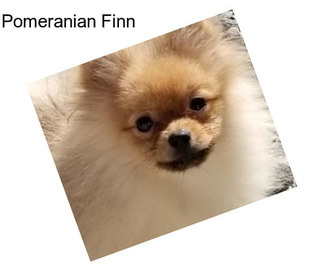 Pomeranian Finn