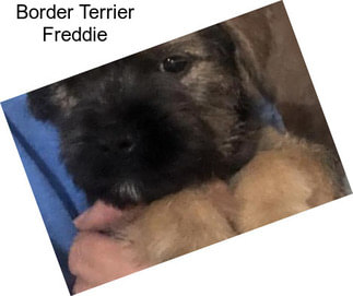 Border Terrier Freddie