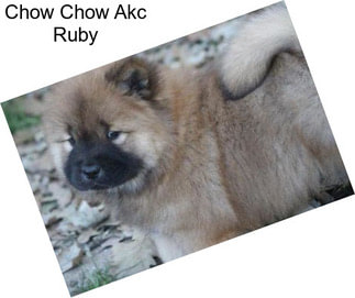 Chow Chow Akc Ruby