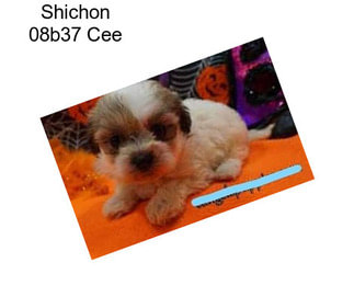 Shichon 08b37 Cee