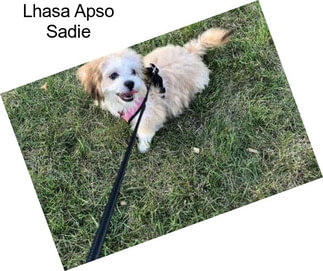 Lhasa Apso Sadie