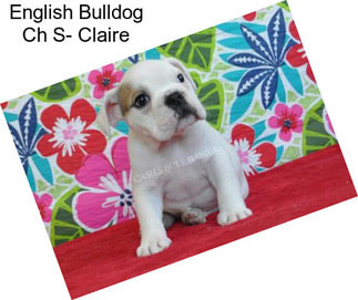 English Bulldog Ch S- Claire