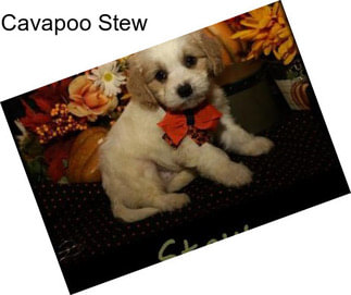 Cavapoo Stew