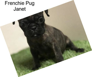 Frenchie Pug Janet