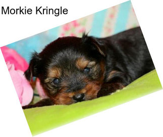 Morkie Kringle