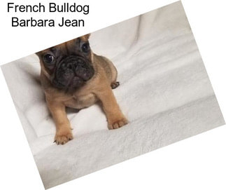 French Bulldog Barbara Jean
