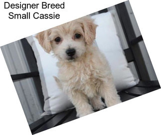 Designer Breed Small Cassie