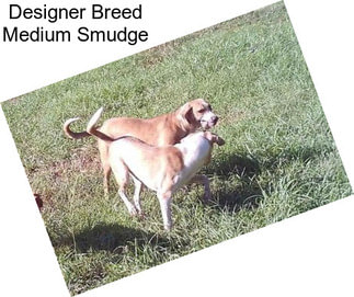 Designer Breed Medium Smudge