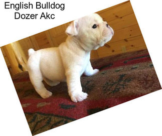 English Bulldog Dozer Akc