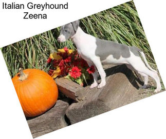 Italian Greyhound Zeena