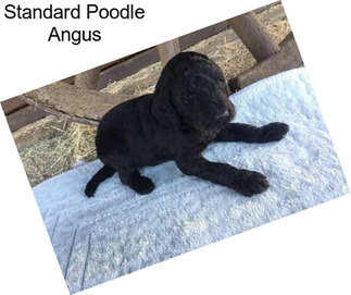 Standard Poodle Angus