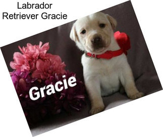 Labrador Retriever Gracie