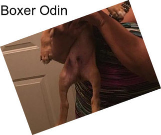 Boxer Odin
