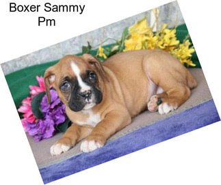 Boxer Sammy Pm