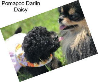 Pomapoo Darlin Daisy