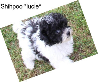Shihpoo *lucie*