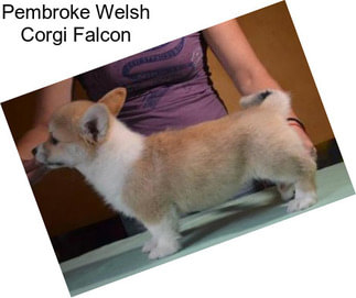 Pembroke Welsh Corgi Falcon