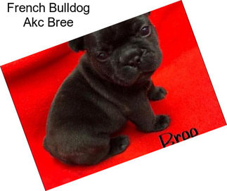 French Bulldog Akc Bree