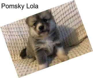 Pomsky Lola