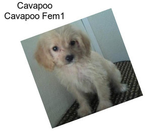 Cavapoo Cavapoo Fem1