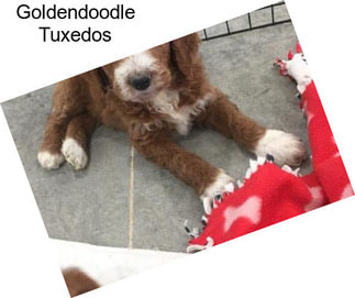 Goldendoodle Tuxedos