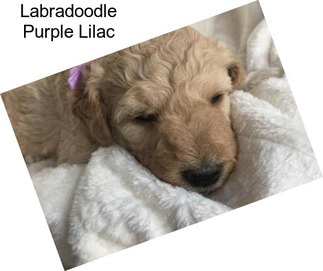 Labradoodle Purple Lilac