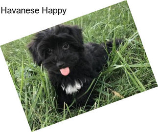 Havanese Happy