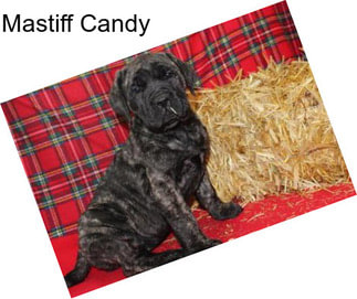 Mastiff Candy