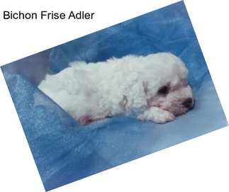 Bichon Frise Adler