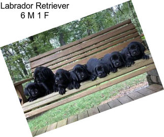 Labrador Retriever 6 M 1 F