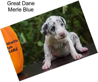 Great Dane Merle Blue