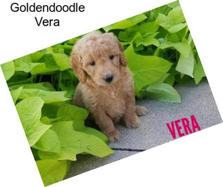 Goldendoodle Vera